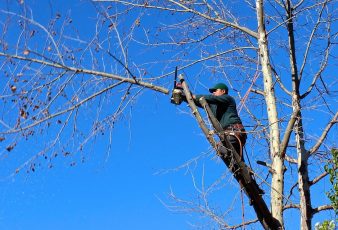 4 Reasons To Have Your Trees Pruned