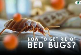 Bed Bugs