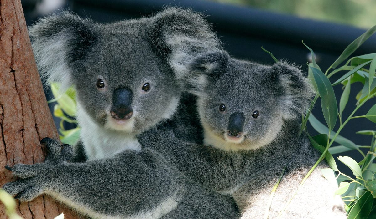 Aussie Wildlife