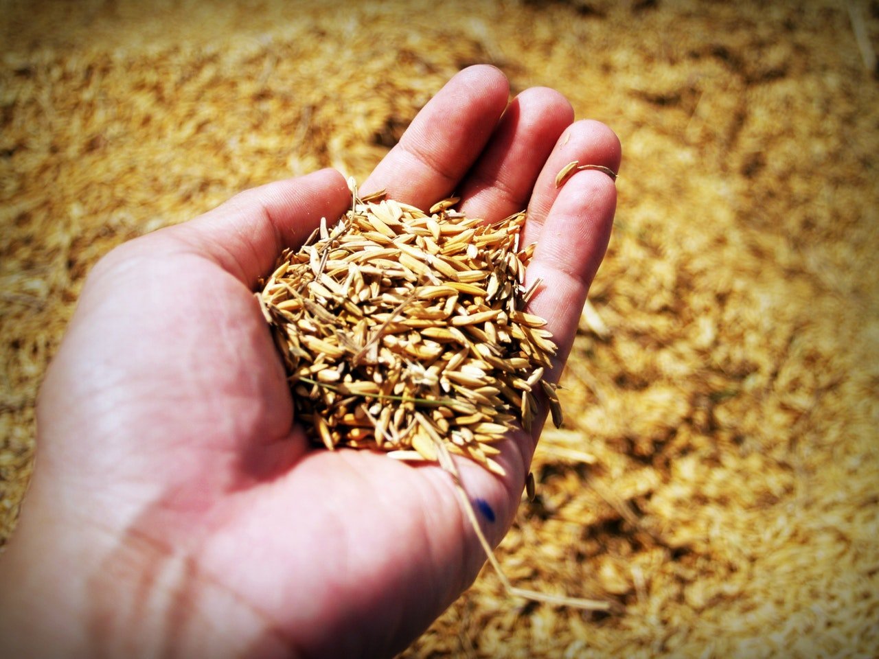 Unprocessed Wheat Bran