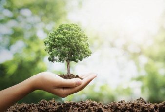 trees benefit