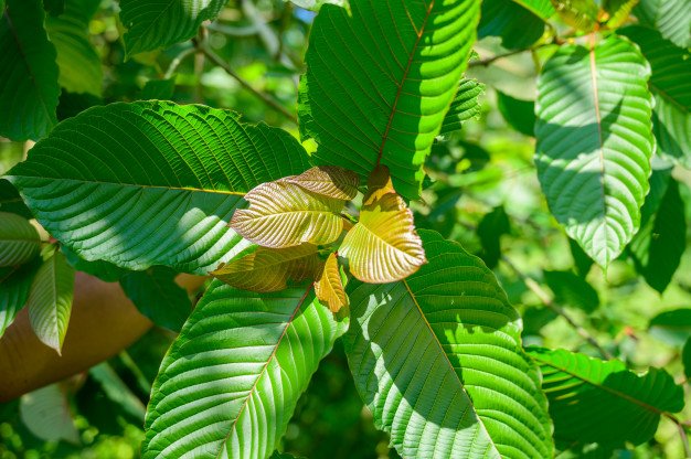 What is kratom