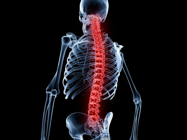 Spinal Cords