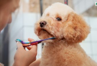 Best Dog Grooming Tools