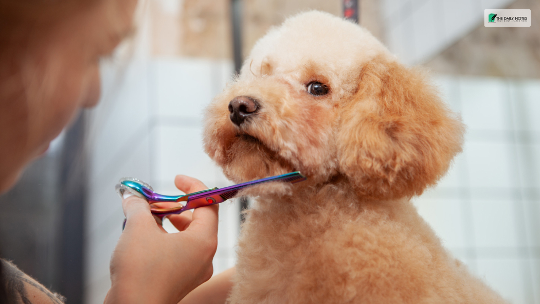 Best Dog Grooming Tools