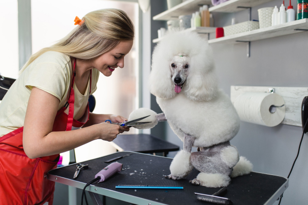 Best Dog Grooming Tools