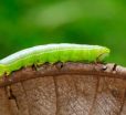 Hornworms for Your Pet Reptile