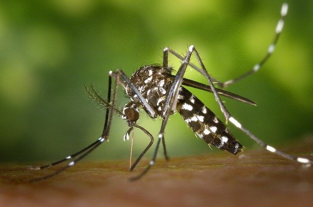 prevent malaria