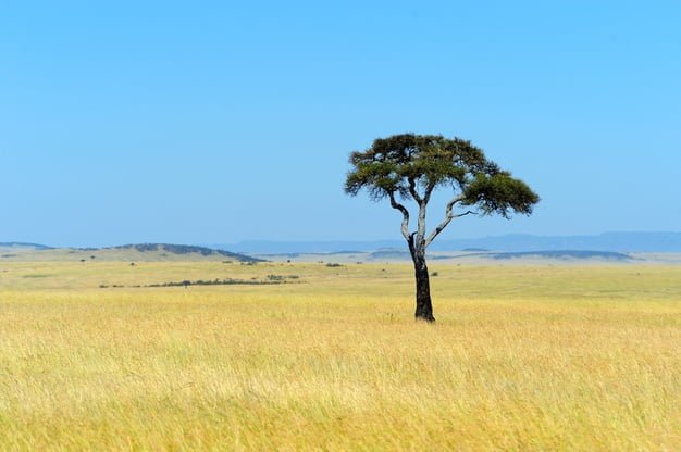 Visit the Serengeti National Park