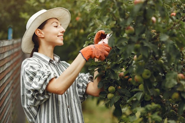 Take Care of Your Yard and lawn