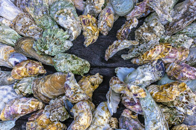 5. People have been cultivating and eating oysters for millennia: