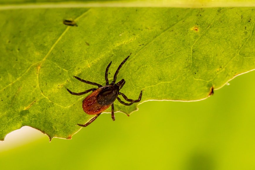 Misconception About Ticks and Winter