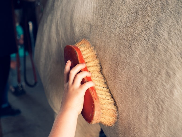 1. Brush regularly