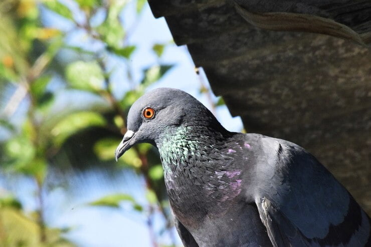 Shrink Pigeon Population Growth