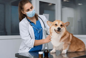Dog's Health