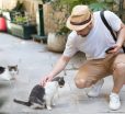 how to leash train a kitten